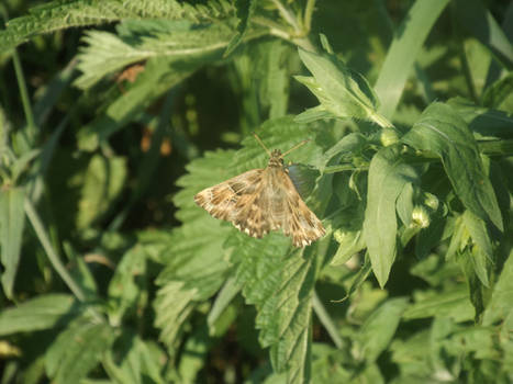 Mallow skipper (Carcharodus alceae)