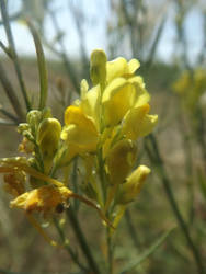 Linaria biebersteinii