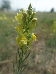 Linaria angustissima