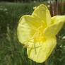 Common evening-primrose (Oenothera biennis)