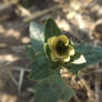 Henbane (Hyocyamus niger)