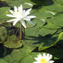 White water lilies