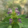 Splitlip hemp-nettle (Galeopsis bifida)