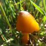 Dune waxcap (Hygrocybe conicoides)