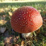 Amanita muscaria