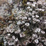 Hungarian cup lichen (Cladonia magyarica)