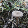 Frosty mushroom