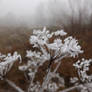 Frosty hog-fennel