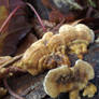 Trametes ochracea