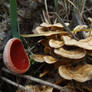 January end mushrooms