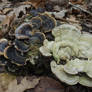 February fungi: Brackets together