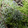 Cladonia furcata