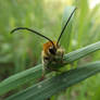 Long-horned bee