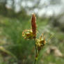 Carex liparicarpos