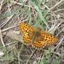 Pearl-bordered fritillary (Boloria euphrosyne)