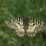 Southern Festoon