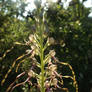 Himantoglossum adriaticum