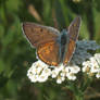 Lycaena alciphron