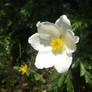 Pulsatilla alpina