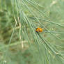 Adonis ladybug (Hippodamia variegata)