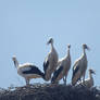 Stork family