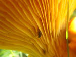 Fungus beetle by mossagateturtle