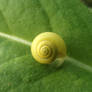 Bush snail (Fruticicola fruticum)