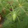 Green huntsman spider