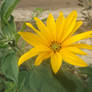 Jerusalem artichoke