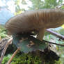 Pluteus atromarginatus