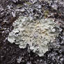 Common greenshield lichen