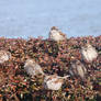 Puffy sparrows