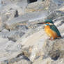 Kingfisher of the rocks