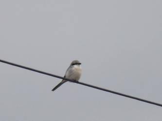 Great grey shrike by mossagateturtle