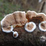 Pretty Polypore