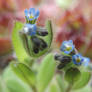 Forget-me-not Macro