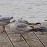 Mixed flock