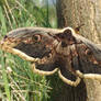 Giant peacock moth