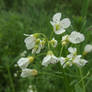 Large bitter-cress