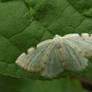 White-pinion Spotted moth