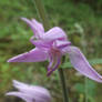 Red helleborine macro