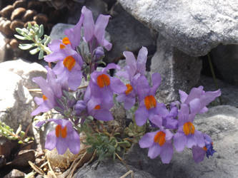 Alpine toadflax