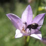 Weevil on bellflower