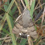 Hummingbird Hawkmoth