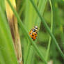 Marsh Ladybug