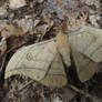 Japanese silk moth