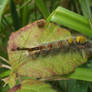 Punk caterpillar