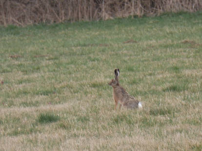 Brown hare