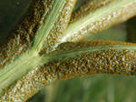 Puccinia sii-falcariae