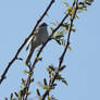 Common whitethroat